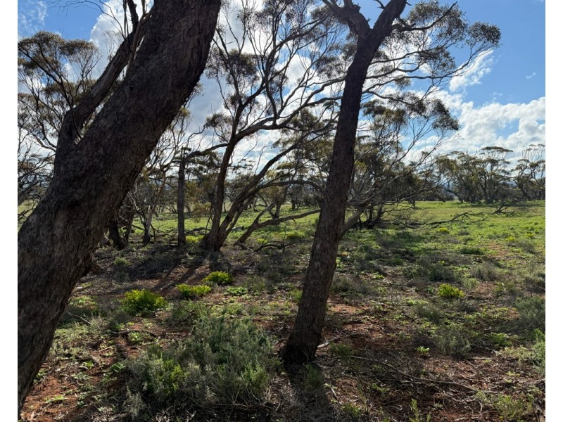 163 Tungali Road, Sandleton SA 5356