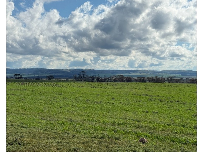 163 Tungali Road, Sandleton SA 5356