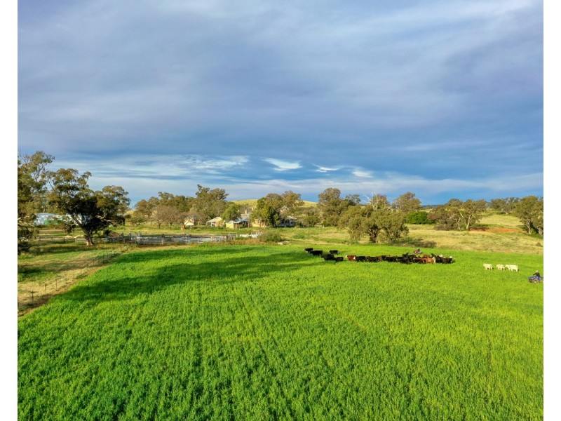 “Pine Ridge” Narangarie Road, Dunedoo NSW 2844