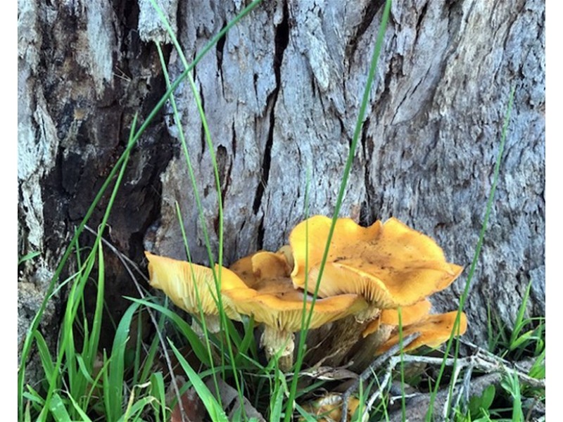 23  TALLWOOD LOOP, Witchcliffe WA 6286