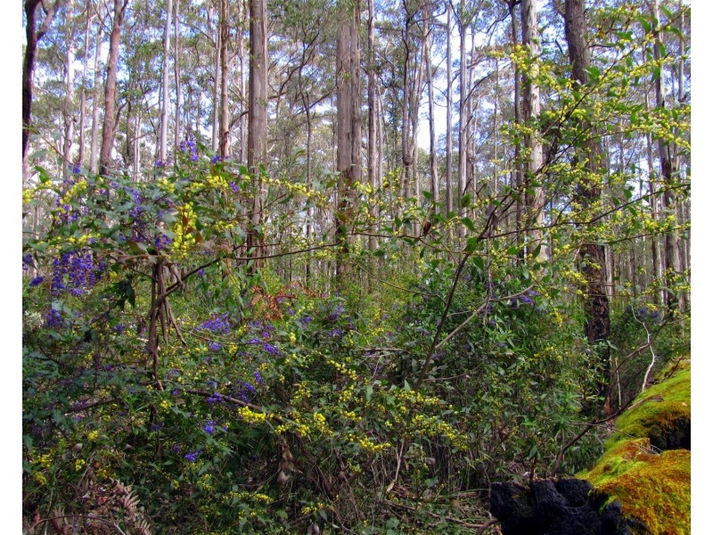 388 Old Vasse Road, Yeagarup WA 6260