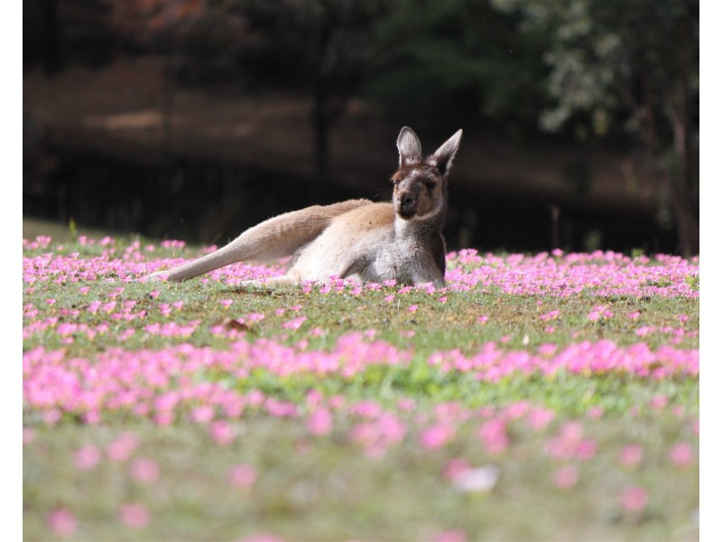 388 Old Vasse Road, Yeagarup WA 6260
