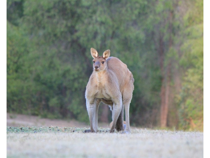 388 Old Vasse Road, Yeagarup WA 6260