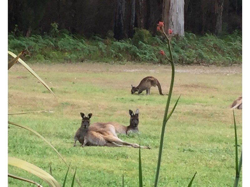 388 Old Vasse Road, Yeagarup WA 6260