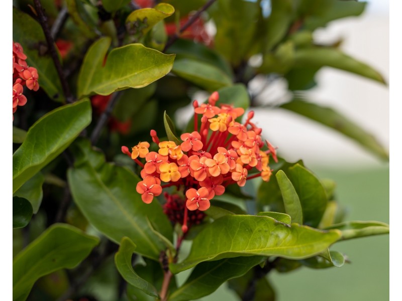 24 Townsville Crescent, Deception Bay QLD 4508