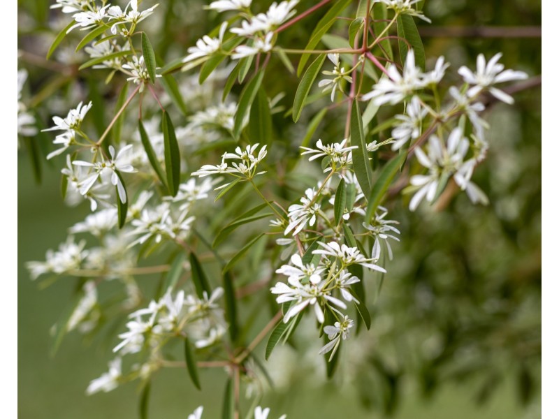 23-25 Oakey Fields Court, Burpengary QLD 4505