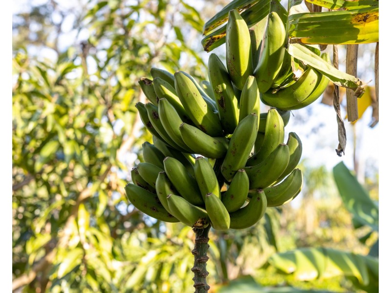 97-99 Madeline Drive, Morayfield QLD 4506