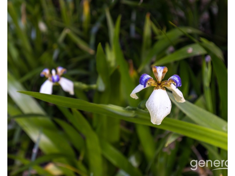 97-99 Madeline Drive, Morayfield QLD 4506