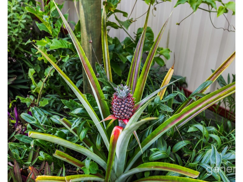 17 Nathan Road, Kippa-ring QLD 4021
