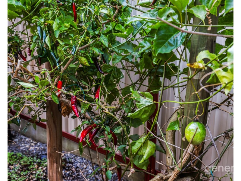 17 Nathan Road, Kippa-ring QLD 4021