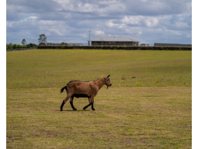 134 Four Mile Lane, Boyland QLD 4275