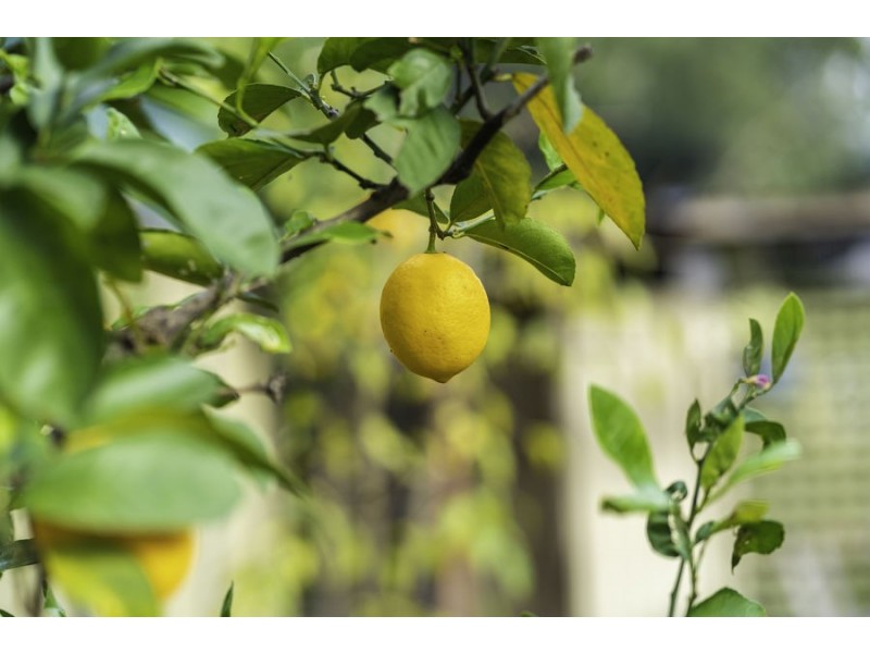 29 Amundsen Street, Tregear NSW 2770