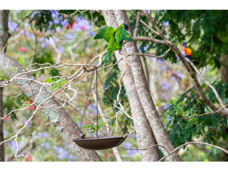 153 McLean Road South, Camp Mountain QLD 4520