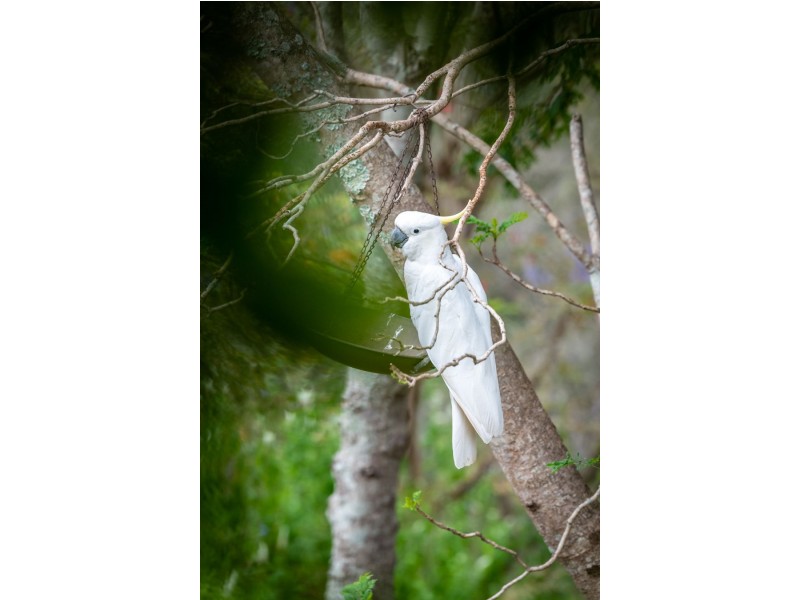 153 McLean Road South, Camp Mountain QLD 4520