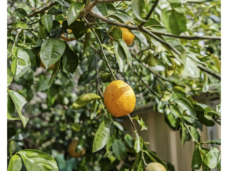 11 Gregan Court, Shailer Park QLD 4128