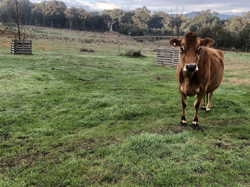 3539 Great Alpine Road, Gapsted VIC 3737