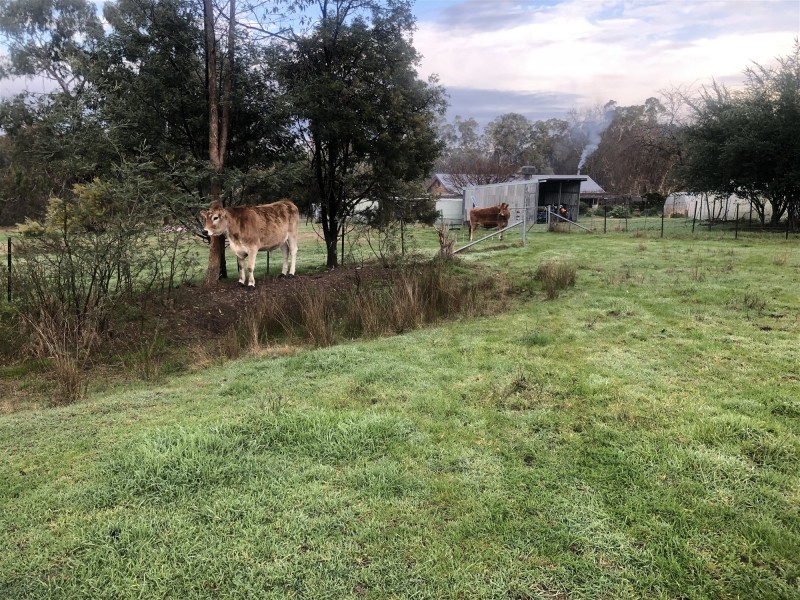 3539 Great Alpine Road, Gapsted VIC 3737