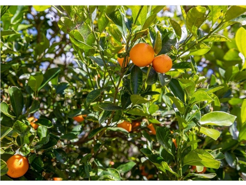 21 Misty Lane, Cooroibah QLD 4565