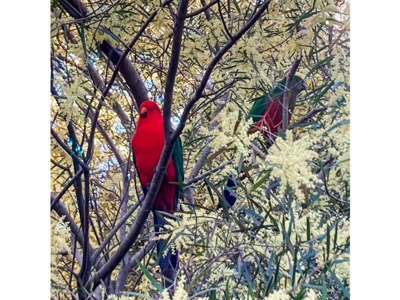 8  Fitzmaurice Street, Kaleen ACT 2617