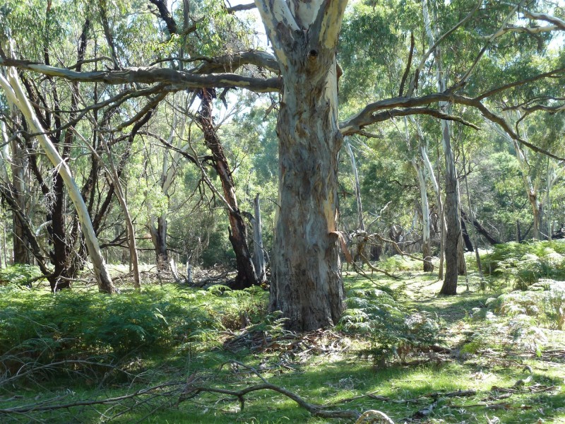 Lot 9 Red Gum Lease Track, Halls Gap VIC 3381