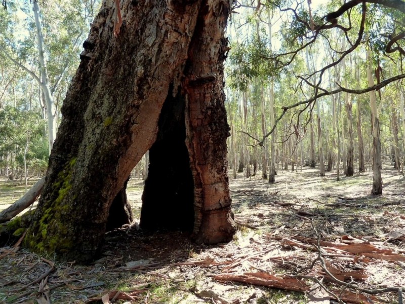 Lot 9 Red Gum Lease Track, Halls Gap VIC 3381
