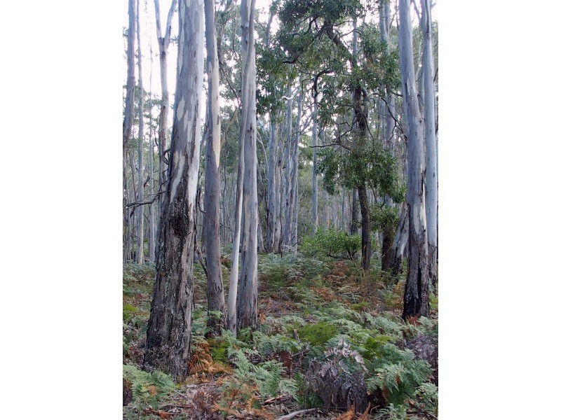 Lot 9 Red Gum Lease Track, Halls Gap VIC 3381