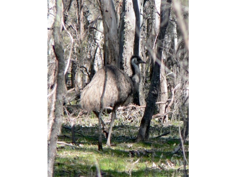 Lot 9 Red Gum Lease Track, Halls Gap VIC 3381