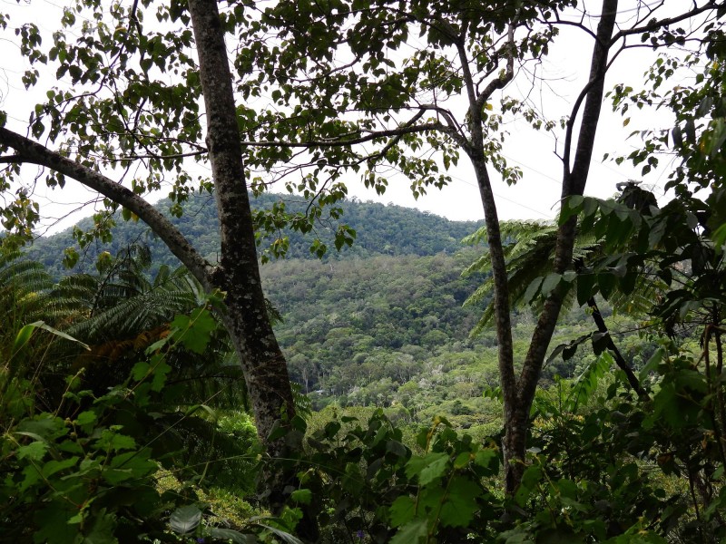 133 Mount Haren Road, Kuranda QLD 4881