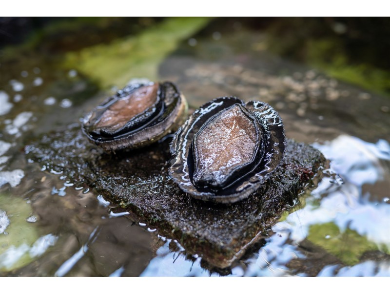 171 Bevic Road, Clarence Point TAS 7270