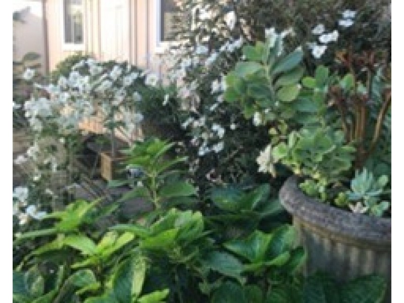 6/17  Merlin Street, Neutral Bay NSW 2089