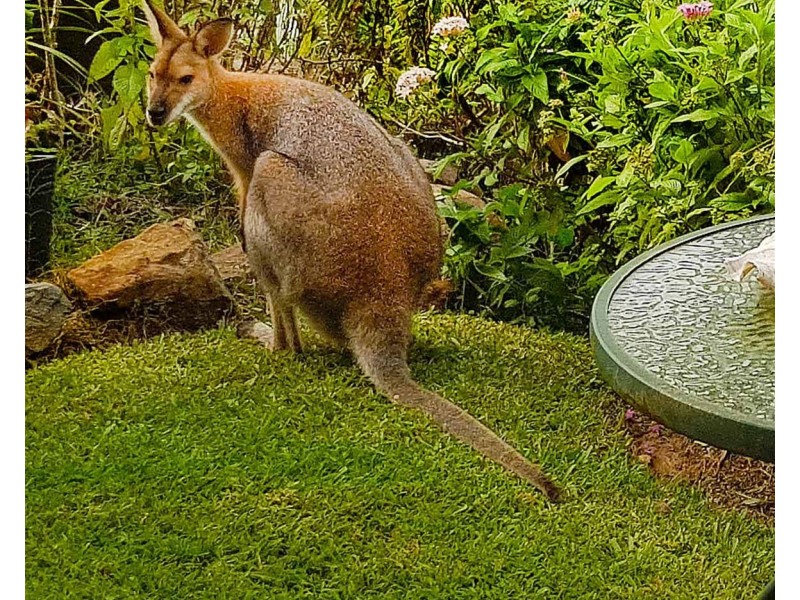 243 Guanaba Road, Tamborine Mountain QLD 4272