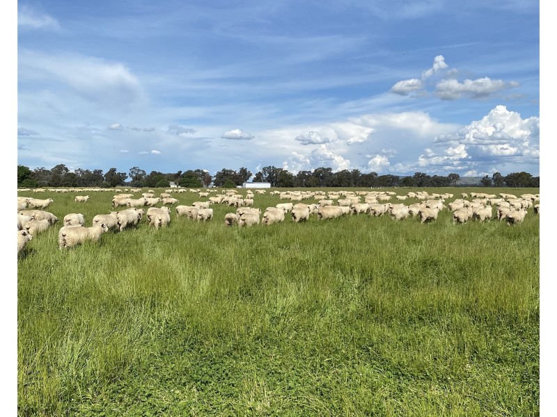 191 ELLIS ROAD, Tamleugh VIC 3669