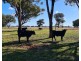 Lot 283/91 Old Wallendbeen Rd, Stockinbingal NSW 2725
