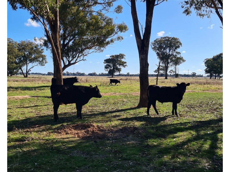 Lot 283/91 Old Wallendbeen Rd, Stockinbingal NSW 2725