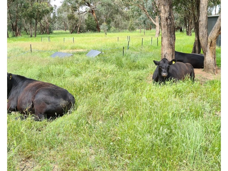 Lot 283/91 Old Wallendbeen Rd, Stockinbingal NSW 2725