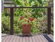 34 Greenbank Circuit, Carrara QLD 4211