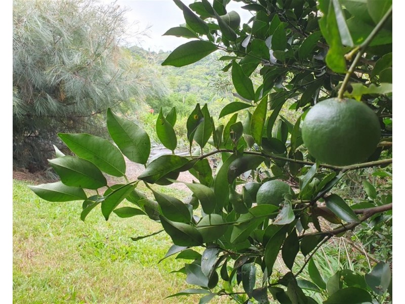 76 Peninsula Drive, Bilambil Heights NSW 2486