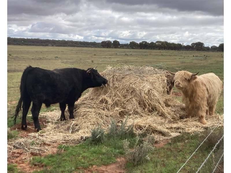 Lot 72 / 151 Cameron Road & Koolyanobbing – Southern Cross Road, Southern Cross WA 6426