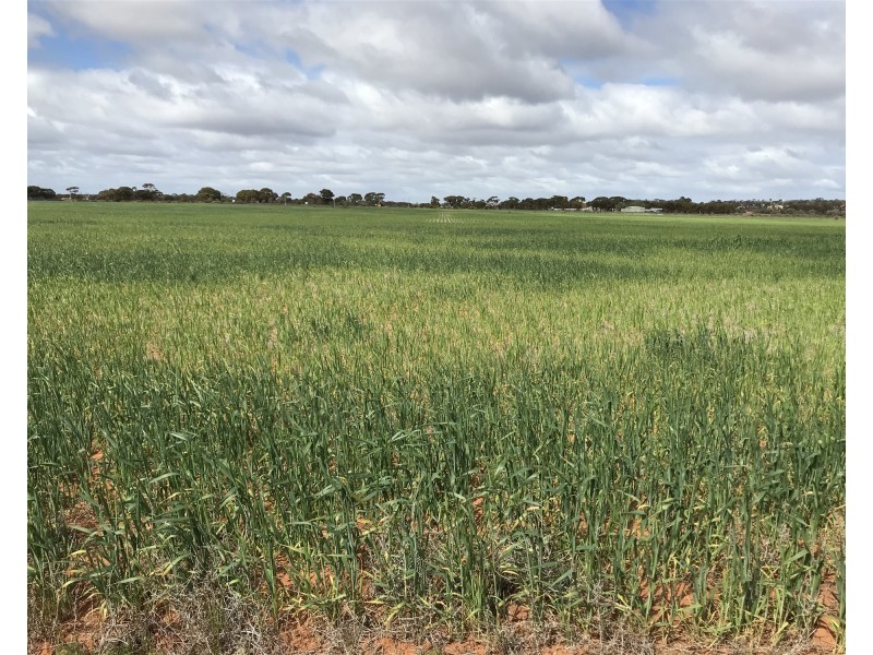 Lot 72 / 151 Cameron Road & Koolyanobbing – Southern Cross Road, Southern Cross WA 6426