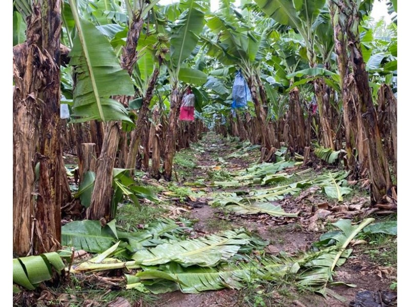 88 South Johnstone Rd, Boogan QLD 4871