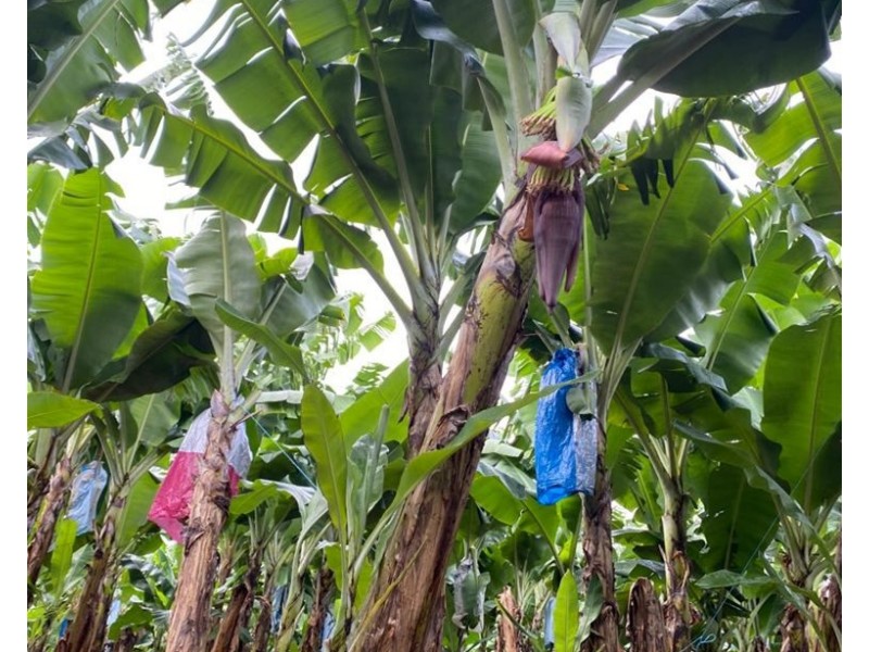 88 South Johnstone Rd, Boogan QLD 4871