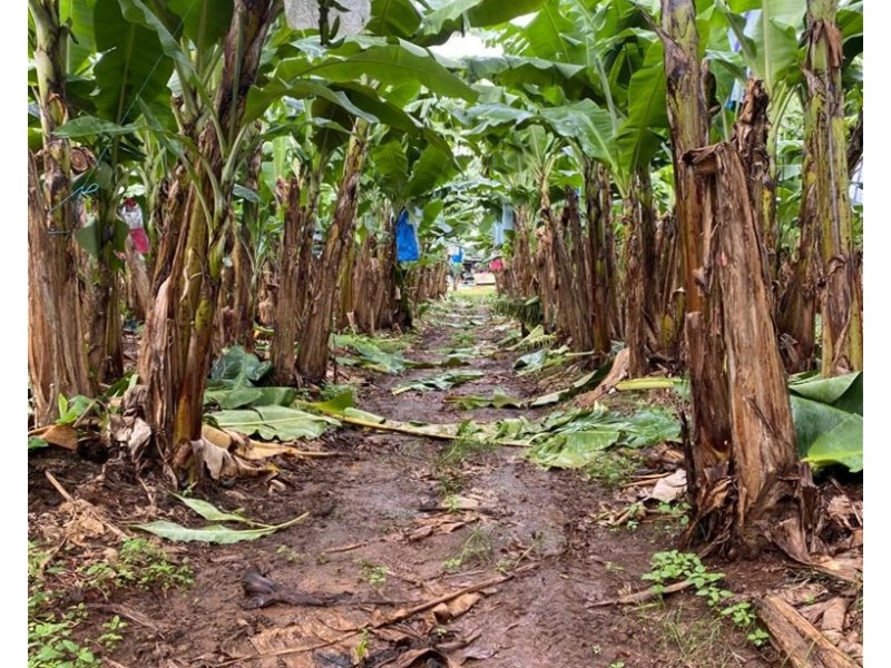 88 South Johnstone Rd, Boogan QLD 4871