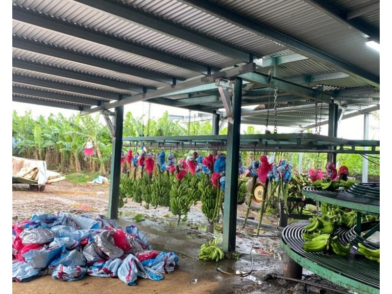 88 South Johnstone Rd, Boogan QLD 4871