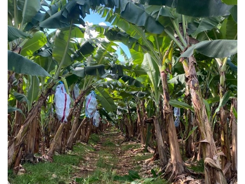 88 South Johnstone Rd, Boogan QLD 4871