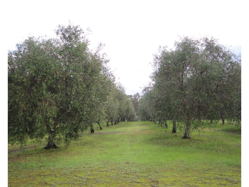 146 Harmans Mill Road, Metricup WA 6280