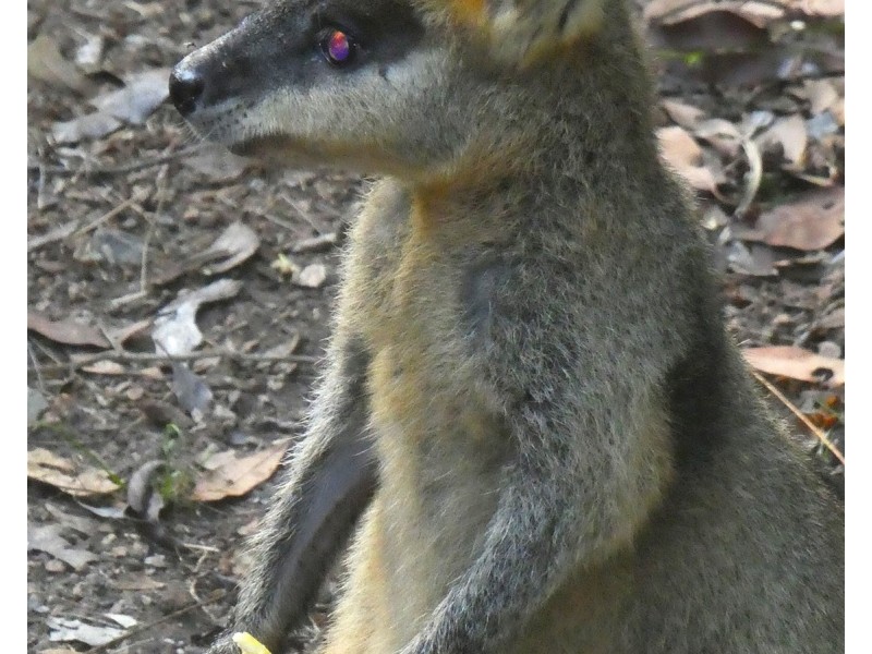 12 Gumleaf Close, Doonan QLD 4562