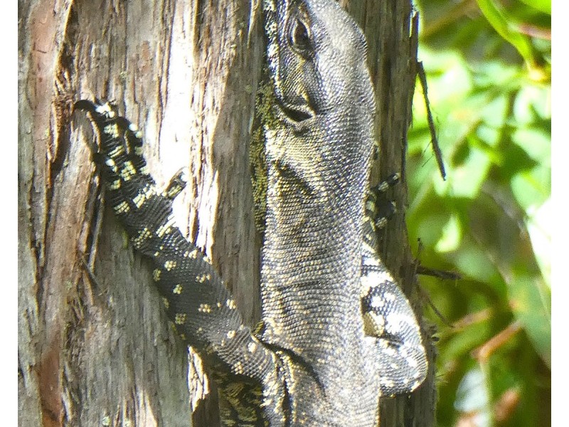 12 Gumleaf Close, Doonan QLD 4562