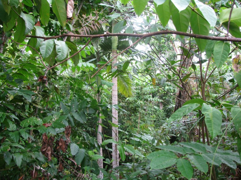 17 Oceanview Drive, Wongaling Beach QLD 4852