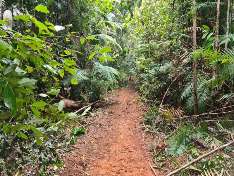 Lot 2 Old Tully Road, Djarawong QLD 4854