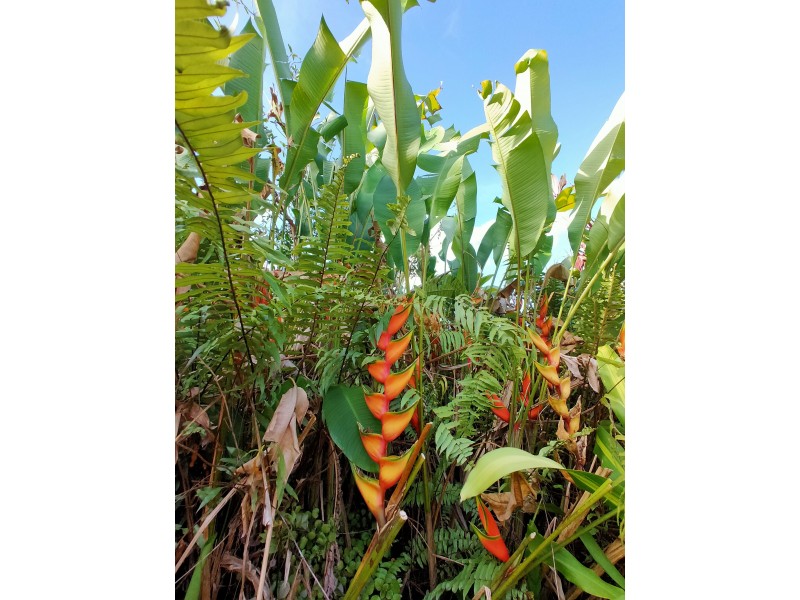 32 North Hull Rd, Carmoo QLD 4852